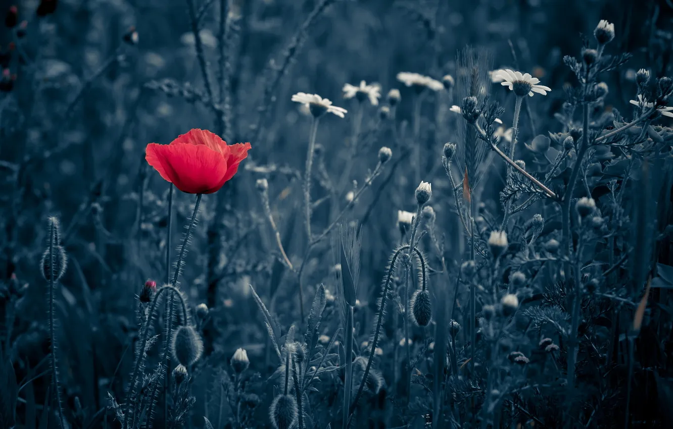 Photo wallpaper field, nature, Mac