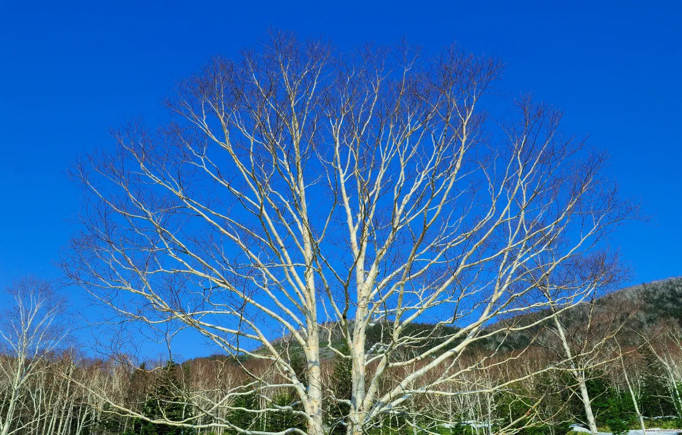 Photo wallpaper forest, the sky, mountains, tree