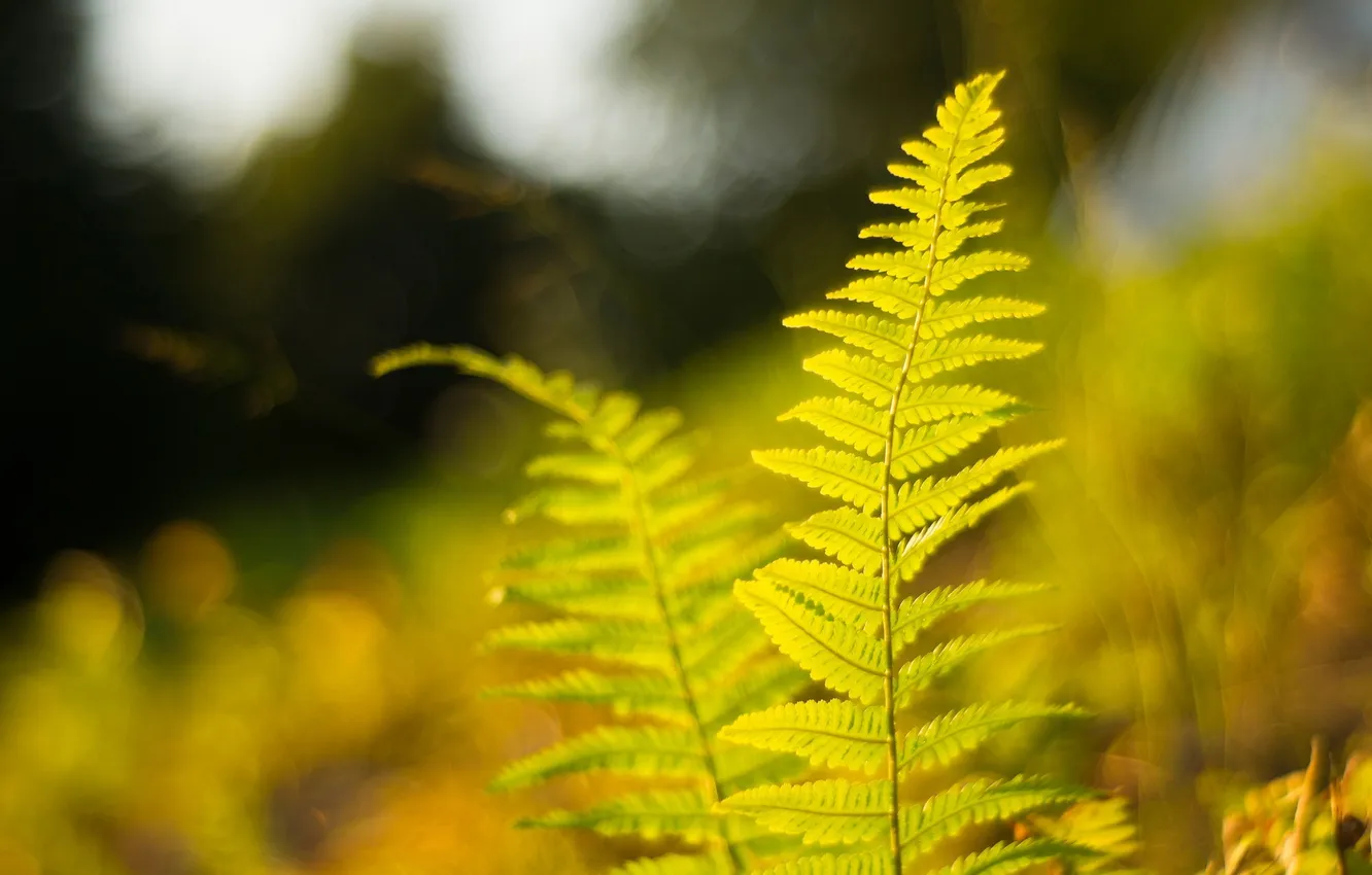 Photo wallpaper summer, nature, fern