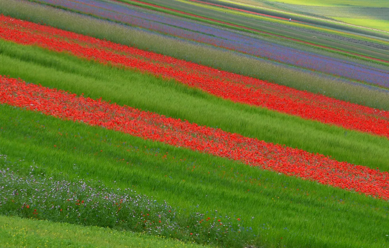 Photo wallpaper field, flowers, plantation
