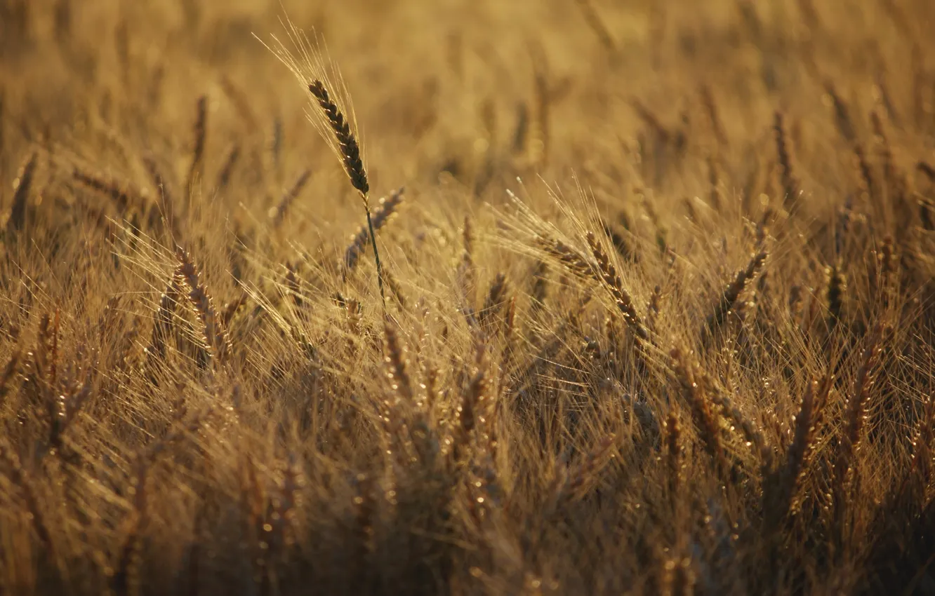 Photo wallpaper field, summer, nature, background, Wallpaper, plant, spikelets