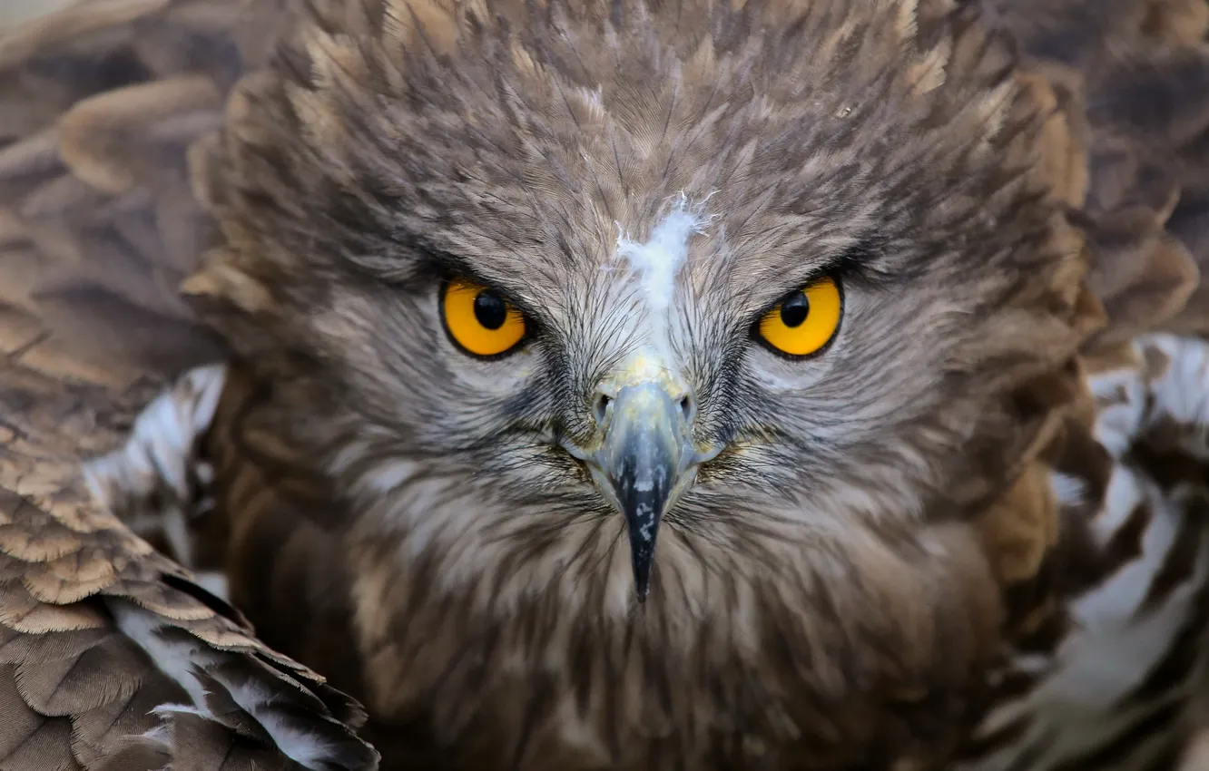 Photo wallpaper nature, bird, eagle