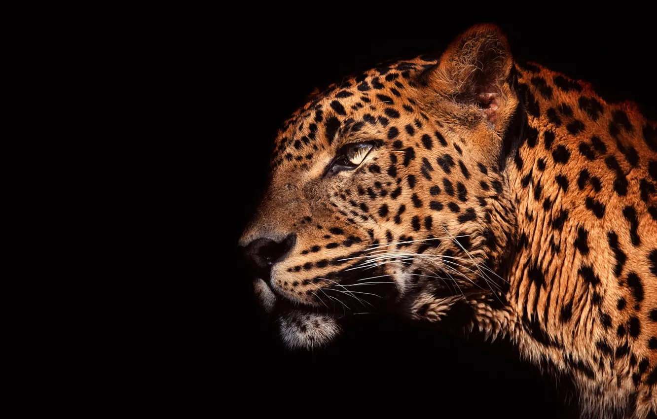 Photo wallpaper eyes, look, face, light, close-up, portrait, leopard, profile
