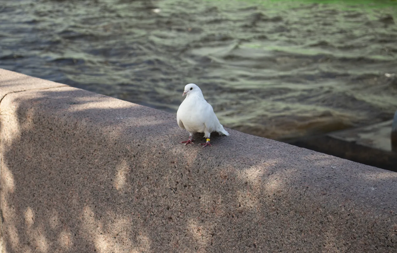 Photo wallpaper water, Saint Petersburg, pigeons, SPb, Archanicum, Canon 200D