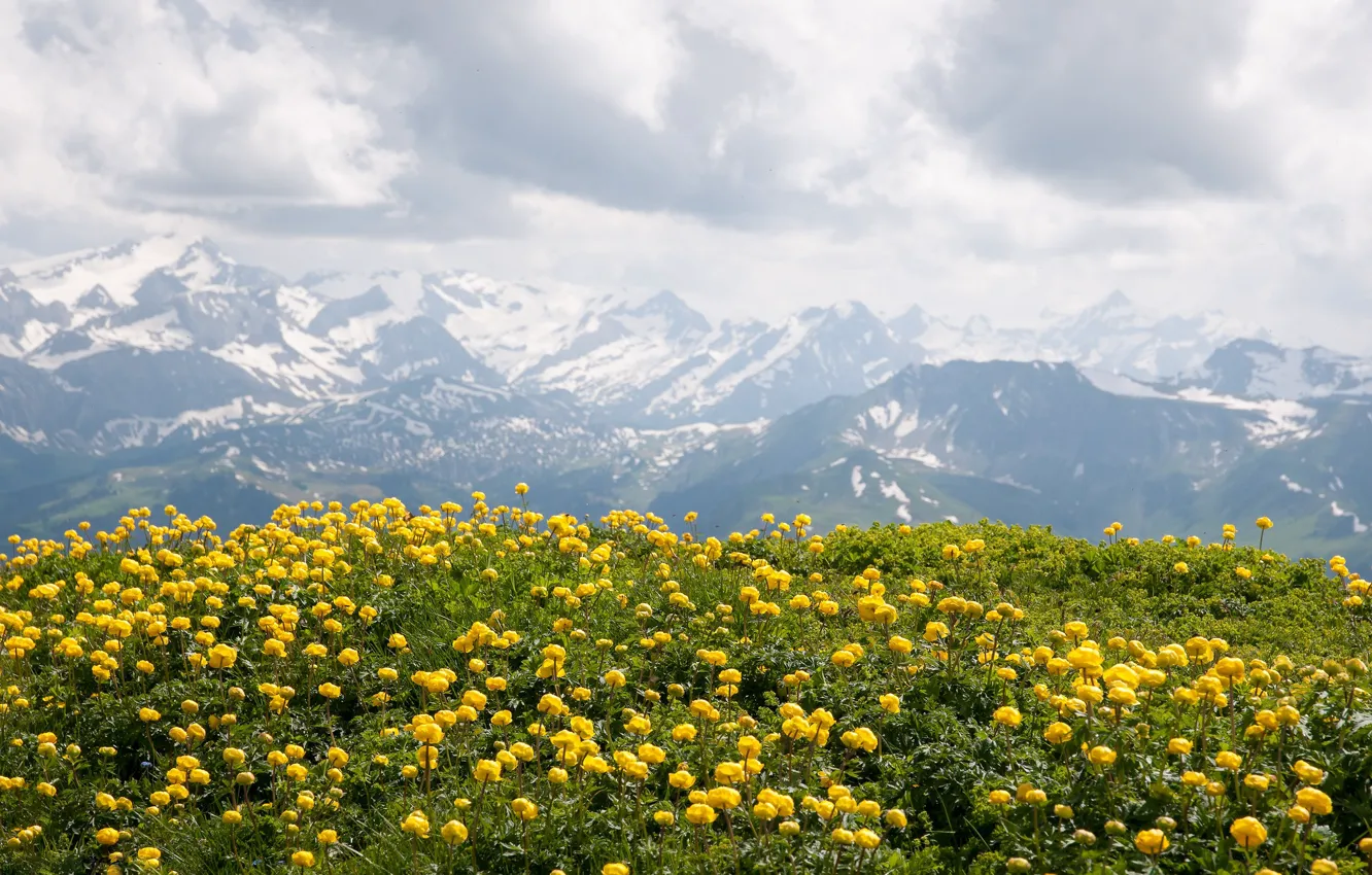 Photo wallpaper flowers, mountains, tops, yellow