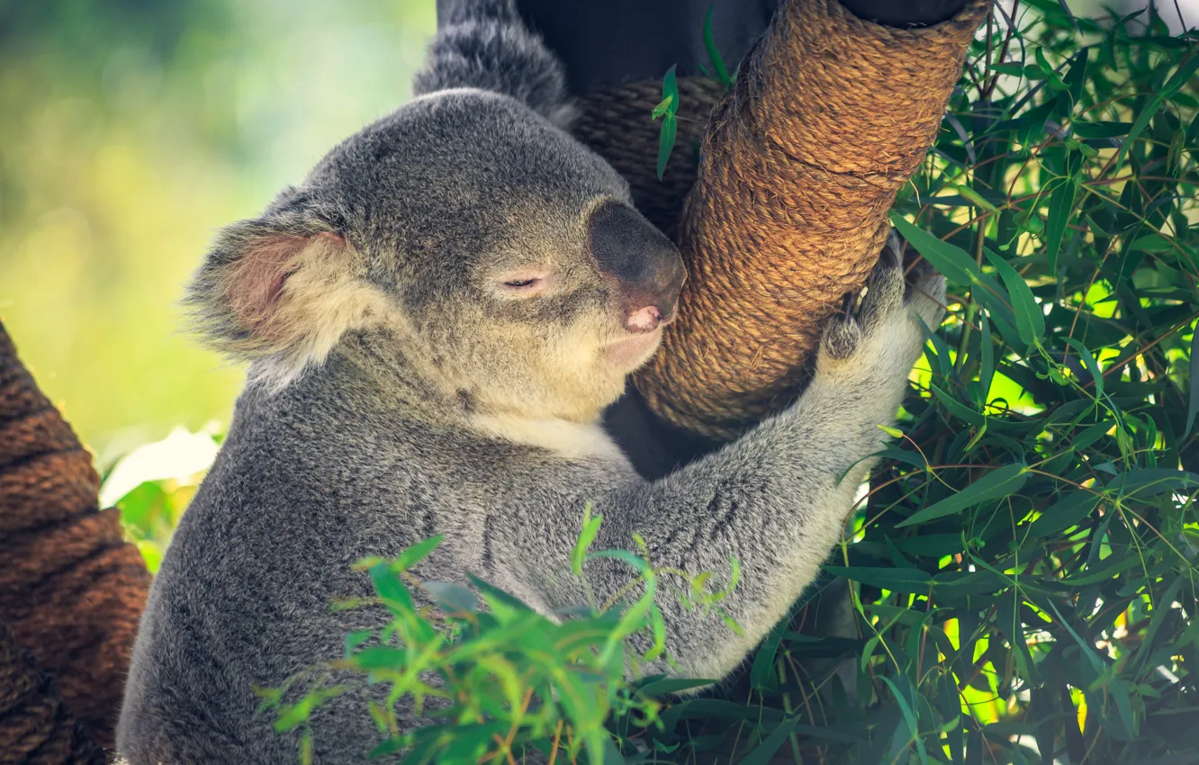 Photo wallpaper leaves, trees, sleep, paws, rope, sleeping, trunk, face