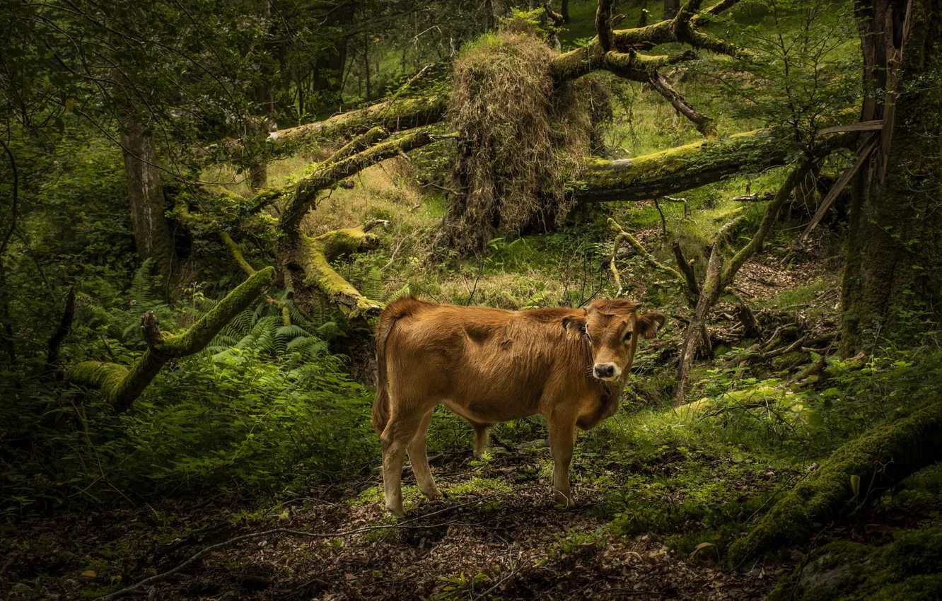 Photo wallpaper greens, forest, trees, branches, thickets, moss, cows, red