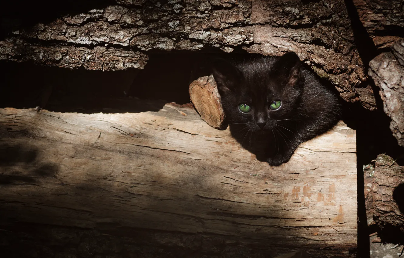 Photo wallpaper cat, look, light, the dark background, kitty, tree, black, log