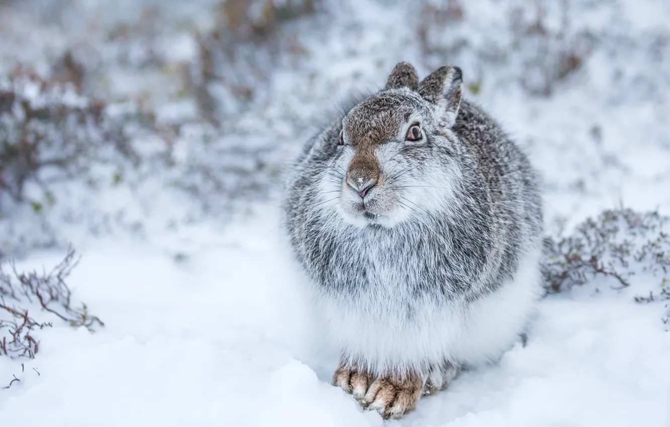 Photo wallpaper white, snow, nature, Winter, Rabbit