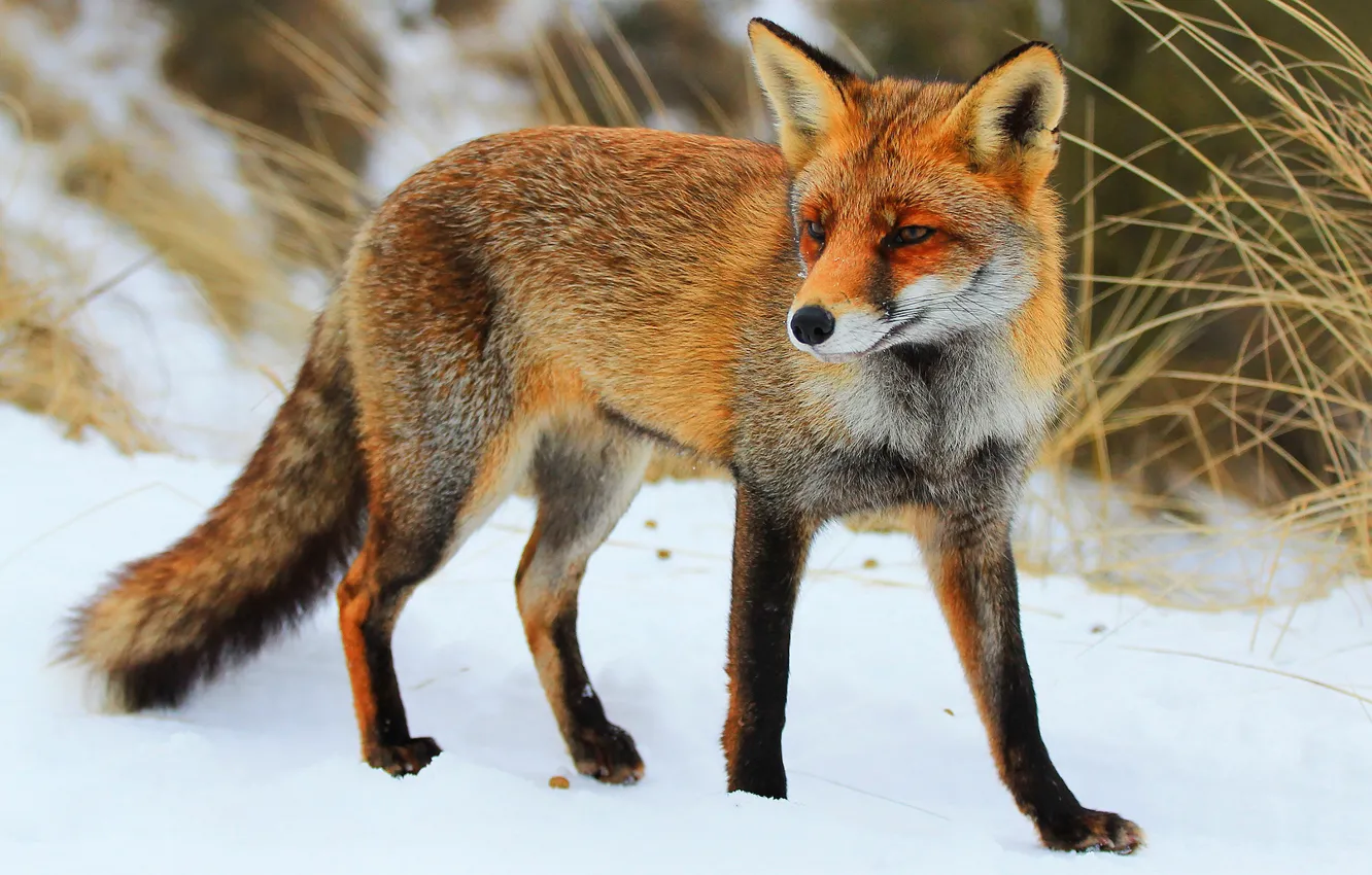 Photo wallpaper winter, look, snow, Fox, beast, wildlife, Fox