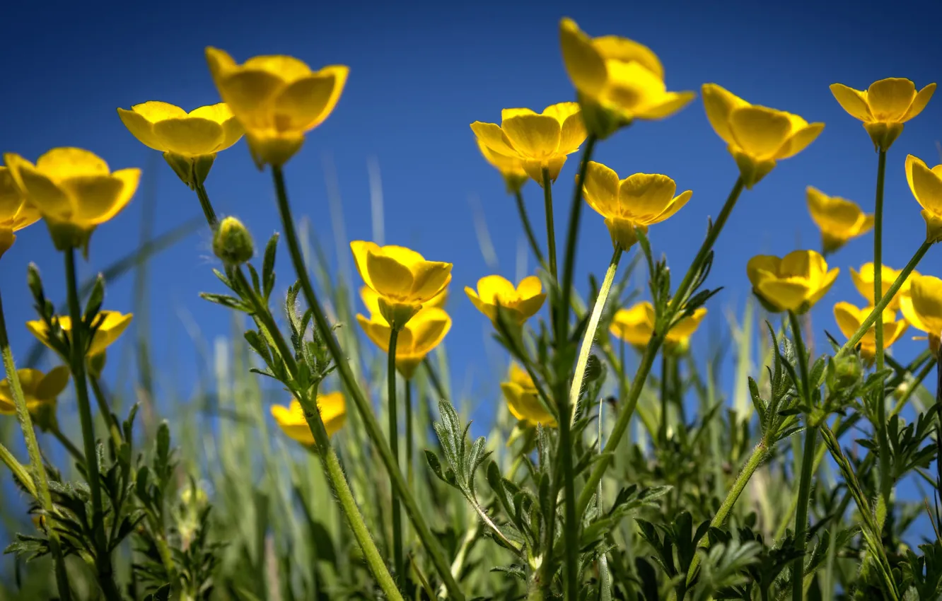 Photo wallpaper the sky, yellow, buttercups