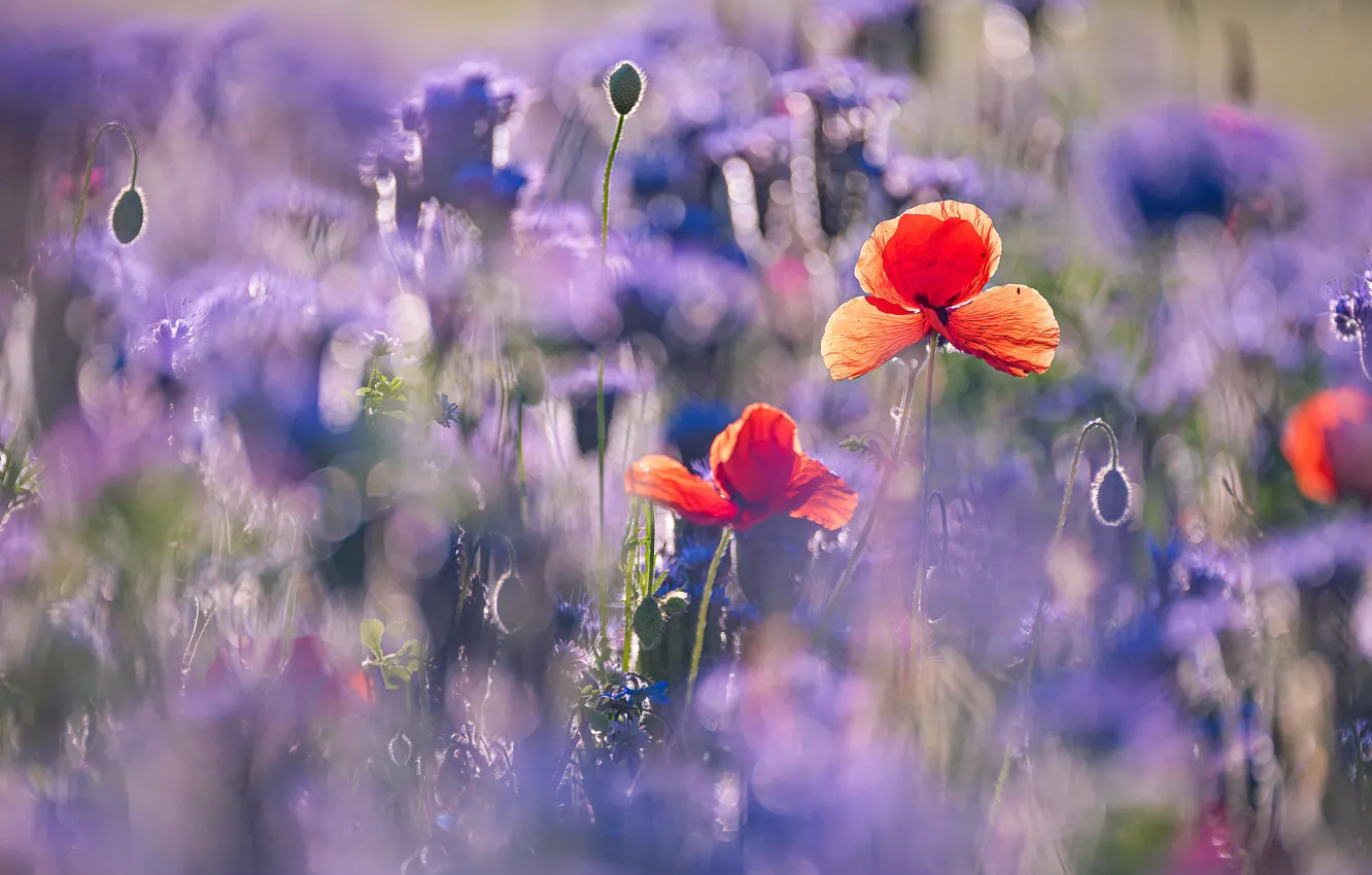 Photo wallpaper light, flowers, blue, red, Maki, bokeh