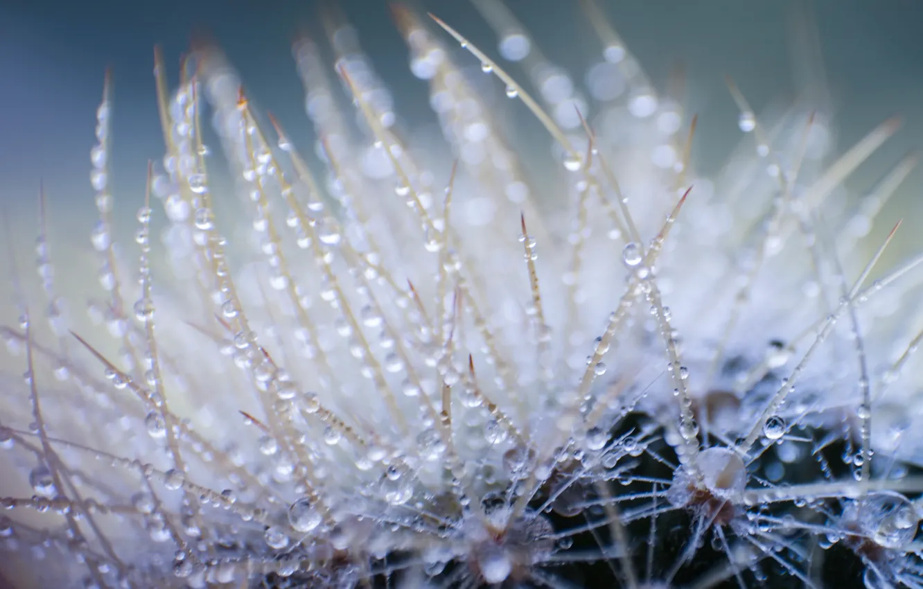 Photo wallpaper water, drops, macro, nature, cactus