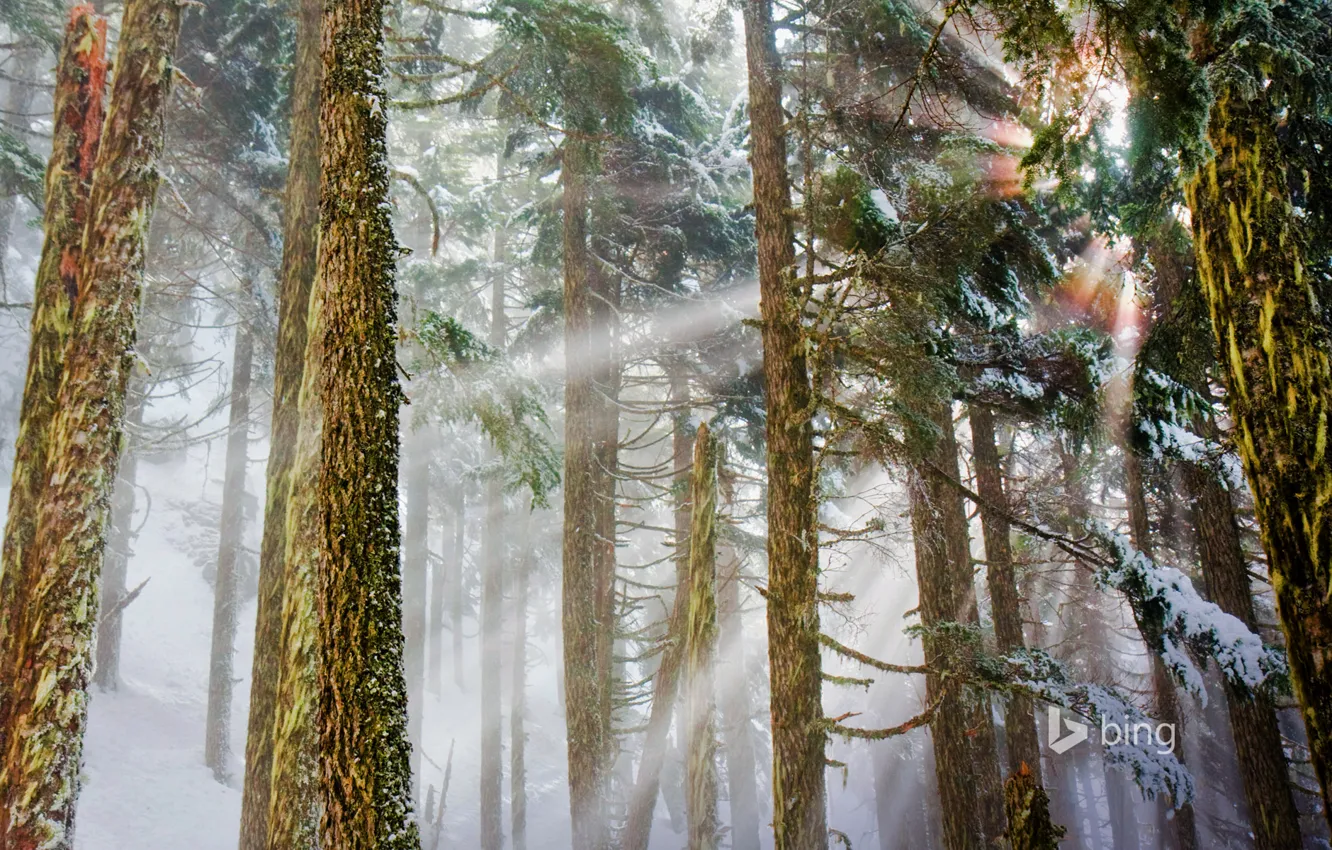 Photo wallpaper winter, forest, rays, light, Washington, USA, pine, Mount Baker-Snoqualmie National Forest