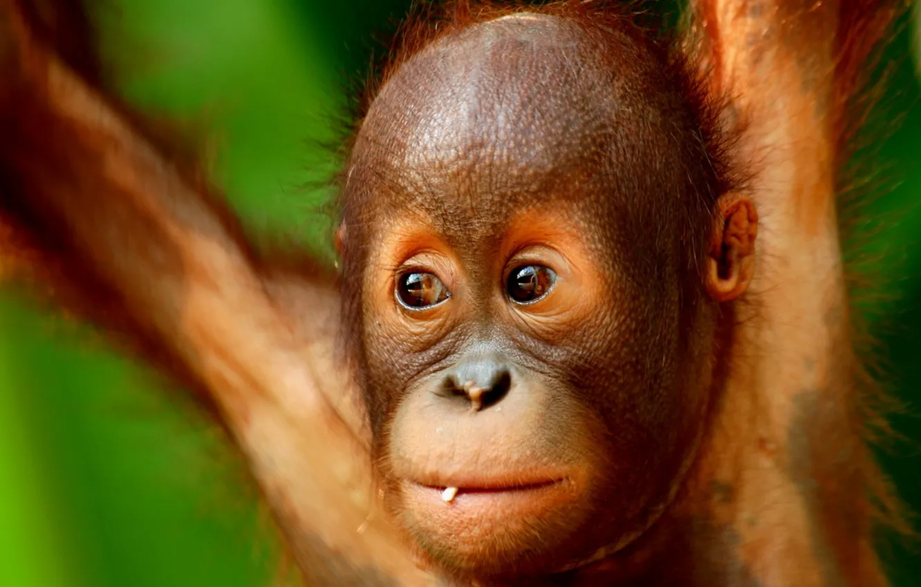 Photo wallpaper face, monkey, hairiness