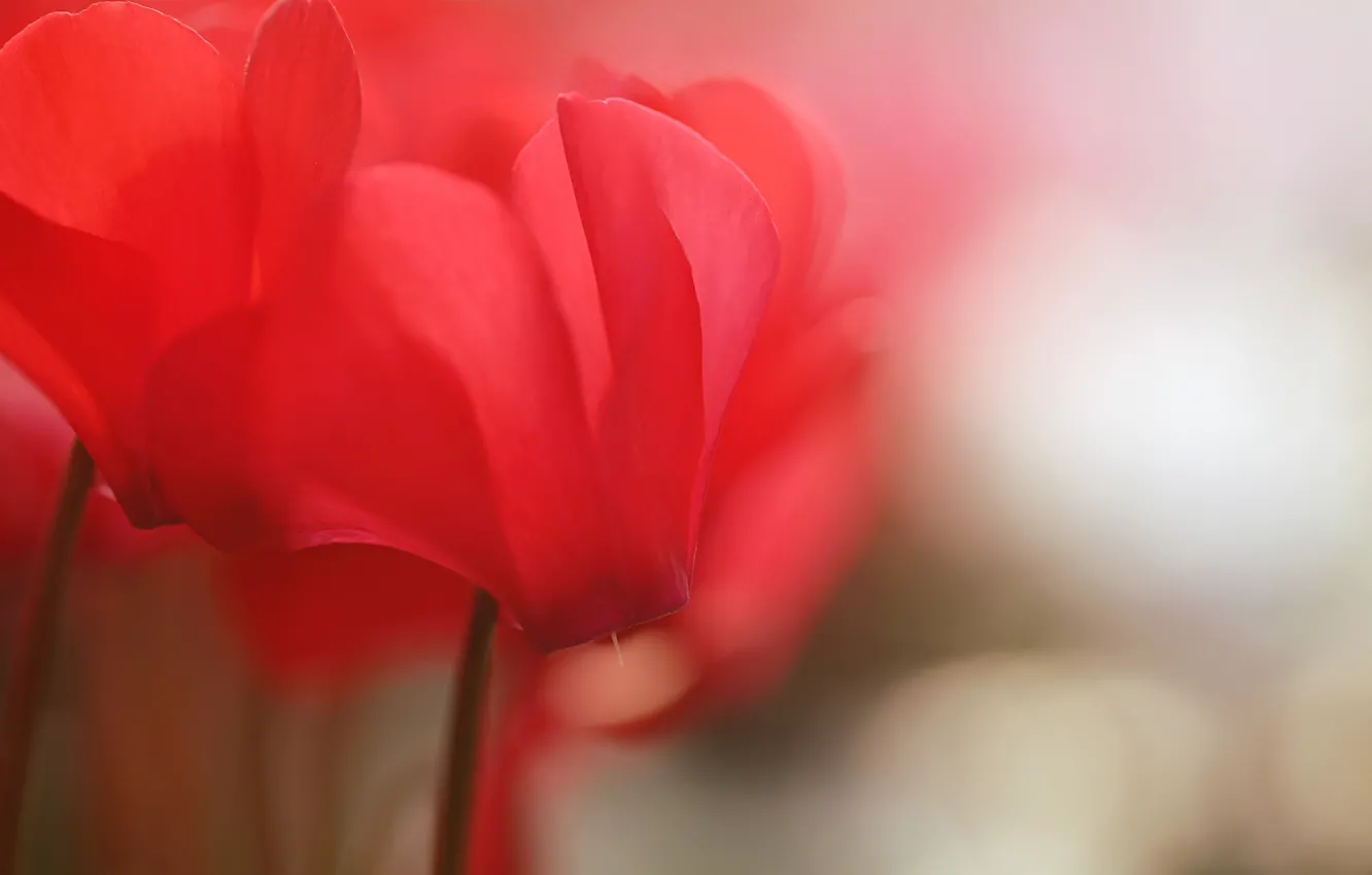 Photo wallpaper macro, flowers, red, blurry, cyclamen, Wallpaper from lolita777