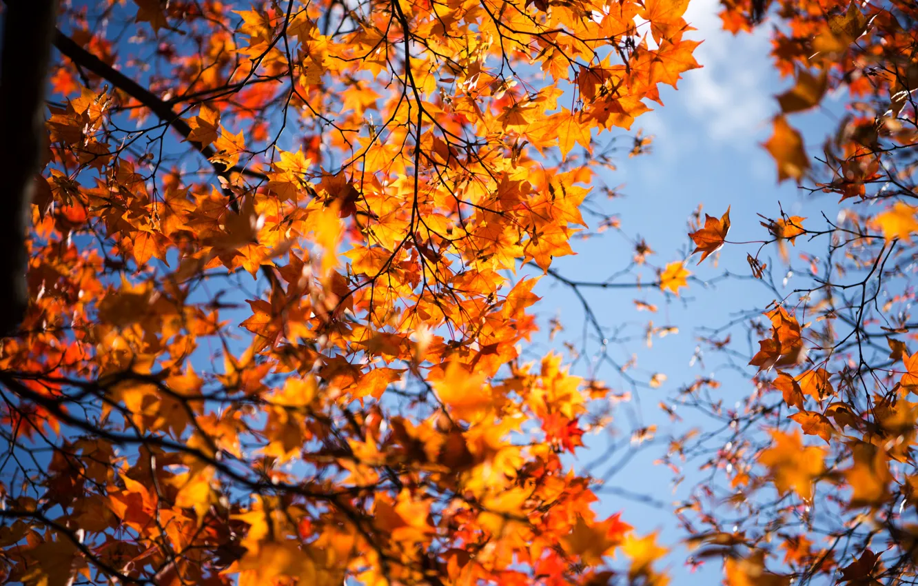 Photo wallpaper autumn, leaves, tree, yellow, colorful, maple, yellow, autumn