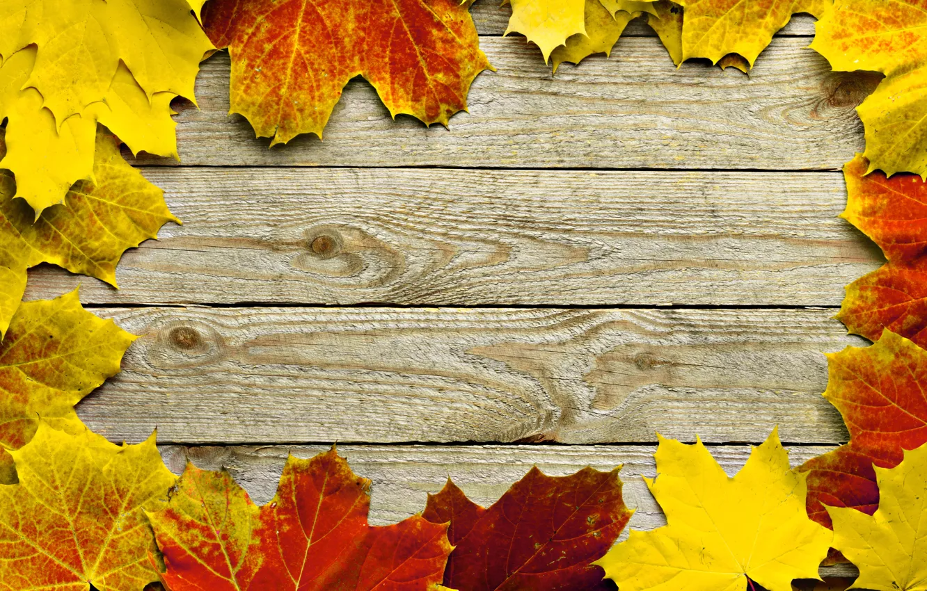 Photo wallpaper autumn, leaves, tree, frame, maple