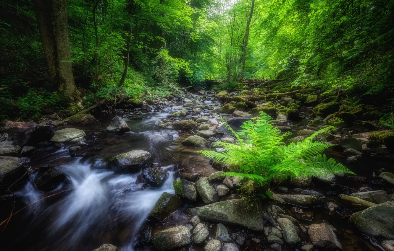 Photo wallpaper forest, stream, fern