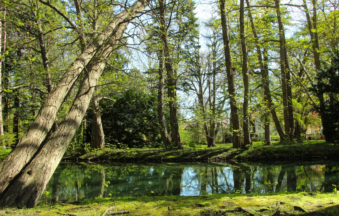 Photo wallpaper trees, park, spring, pond