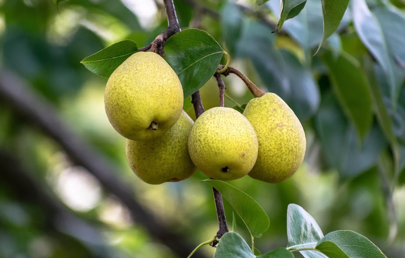 Photo wallpaper leaves, branches, yellow, nature, fruit, pear, hanging, bokeh