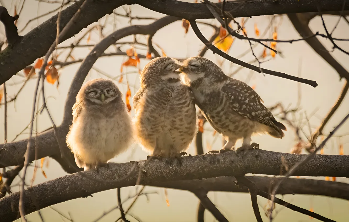 Photo wallpaper branches, Chicks, owlet