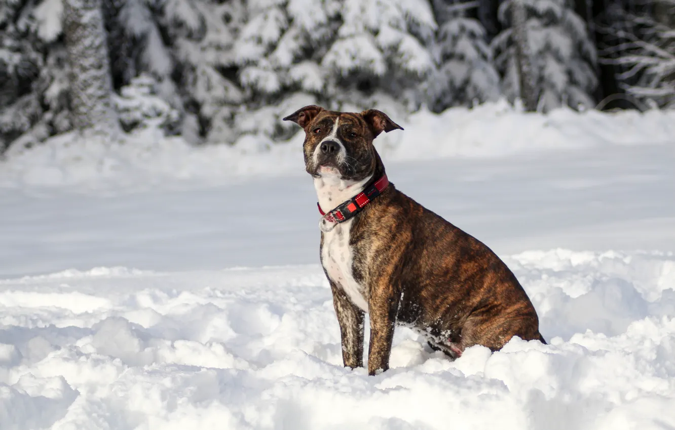 Photo wallpaper winter, forest, look, snow, nature, pose, dog, the snow