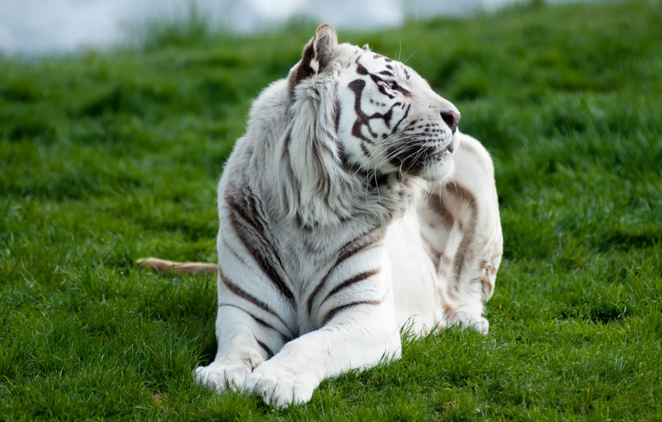 Photo wallpaper white, grass, tiger, predator, lying