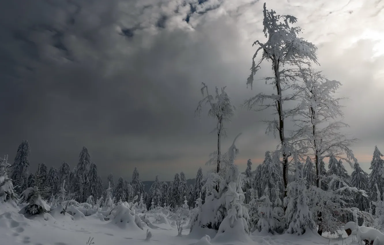Photo wallpaper winter, forest, snow, twilight