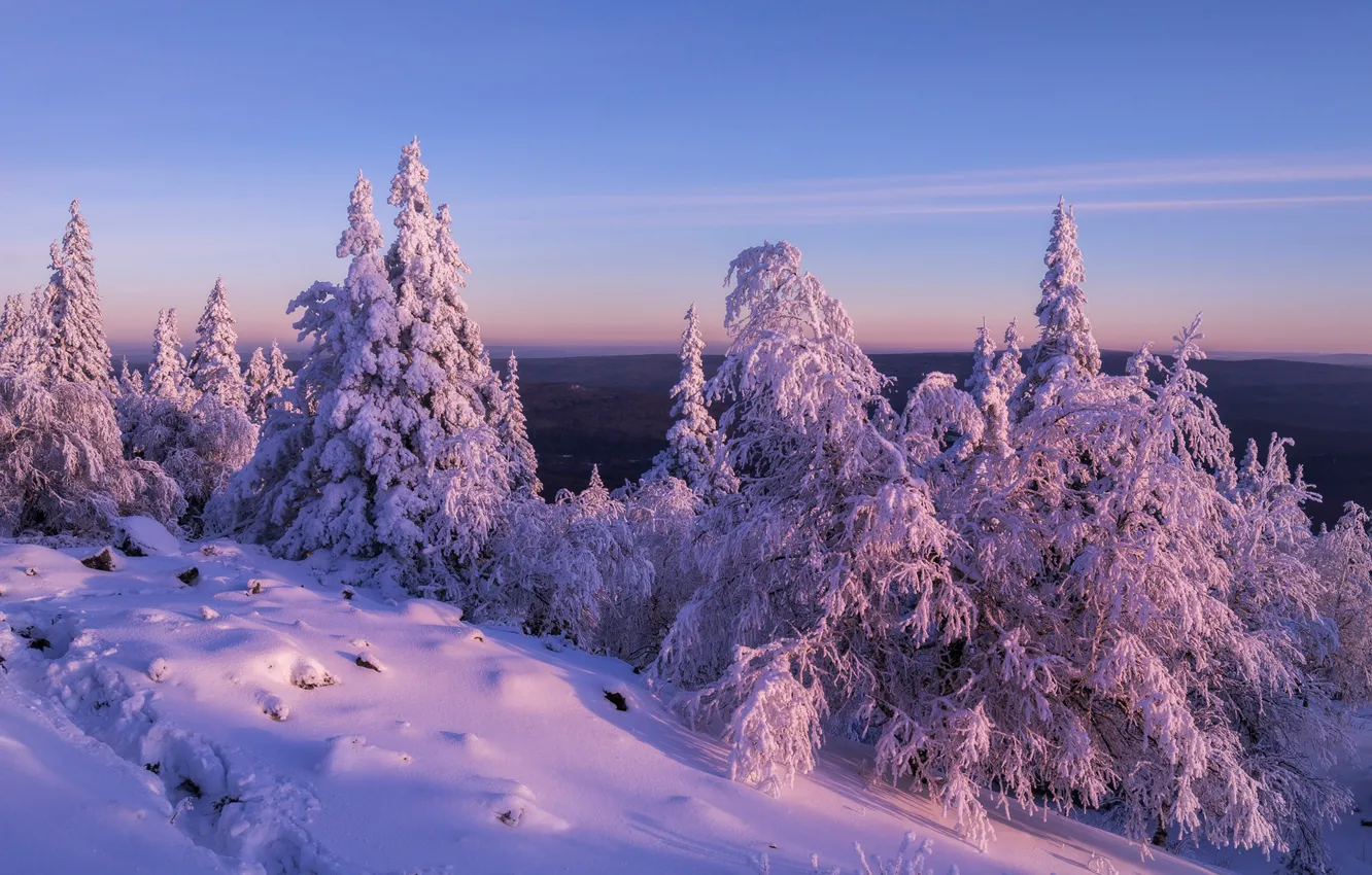 Photo wallpaper winter, snow, trees