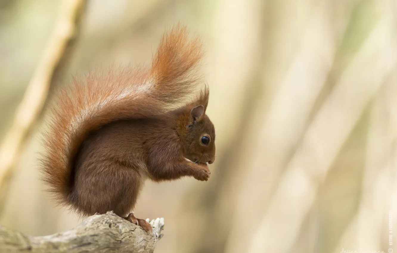 Photo wallpaper nature, background, protein