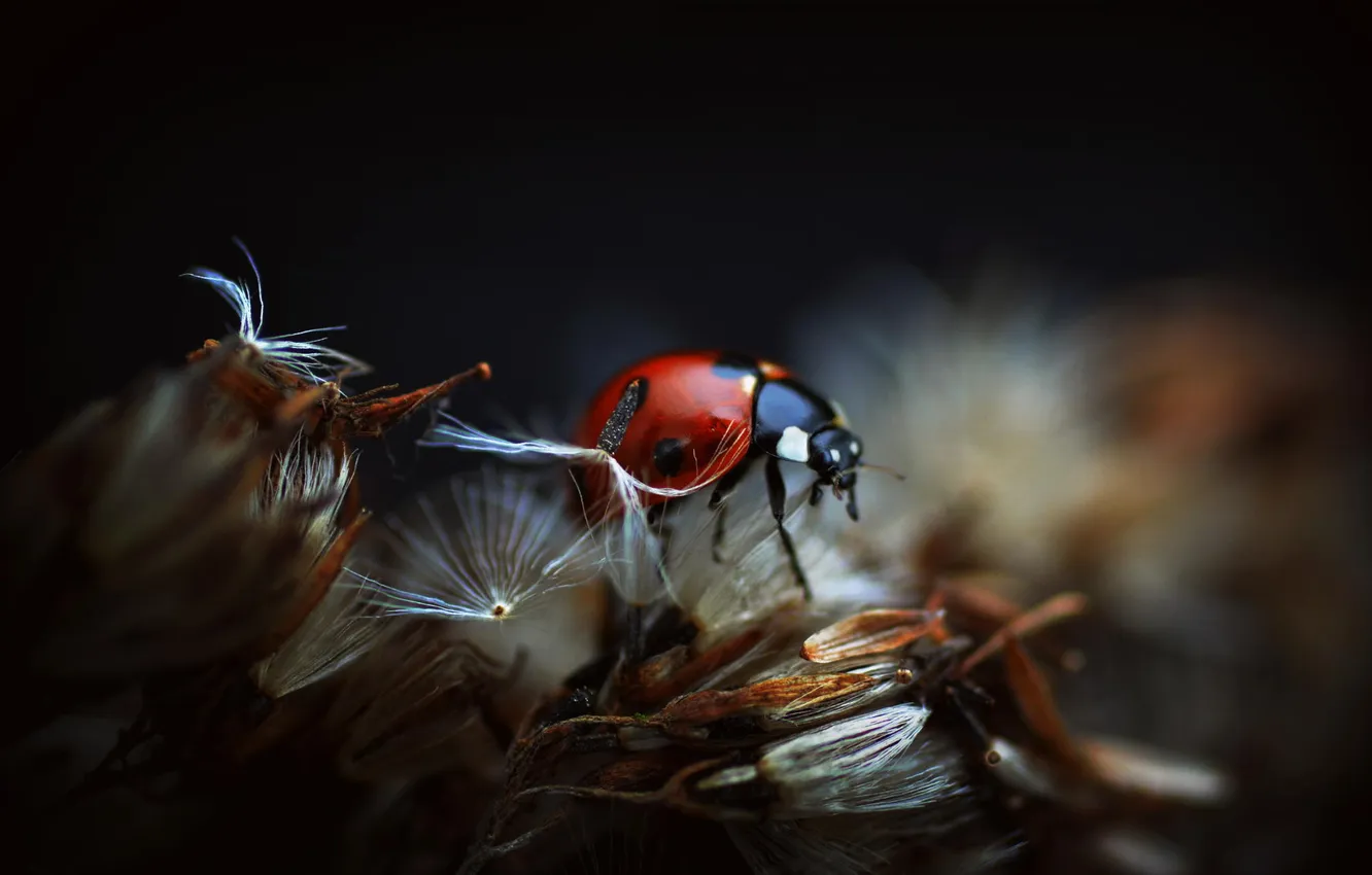 Photo wallpaper macro, dandelion, ladybug, insect