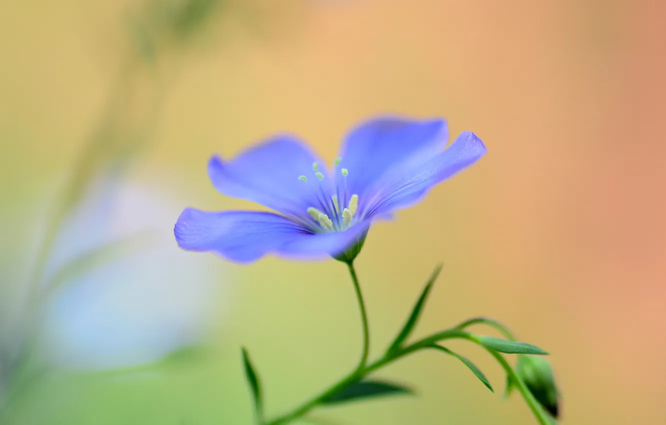 Photo wallpaper flowers, nature, plant, petals