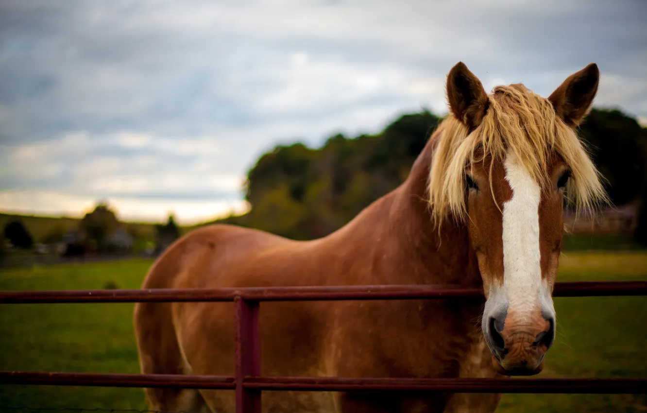 Photo wallpaper summer, nature, horse