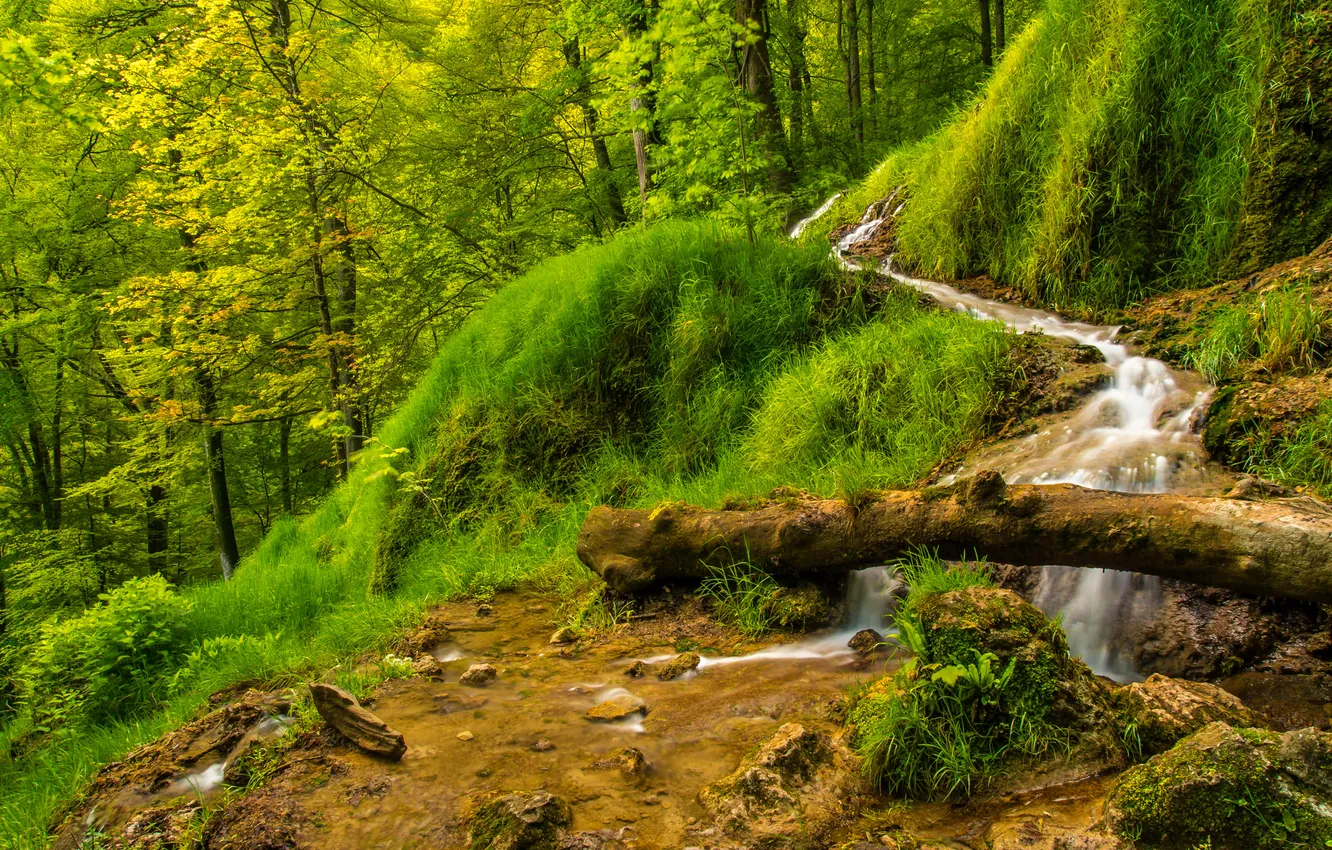 Photo wallpaper forest, grass, trees, stream, stream