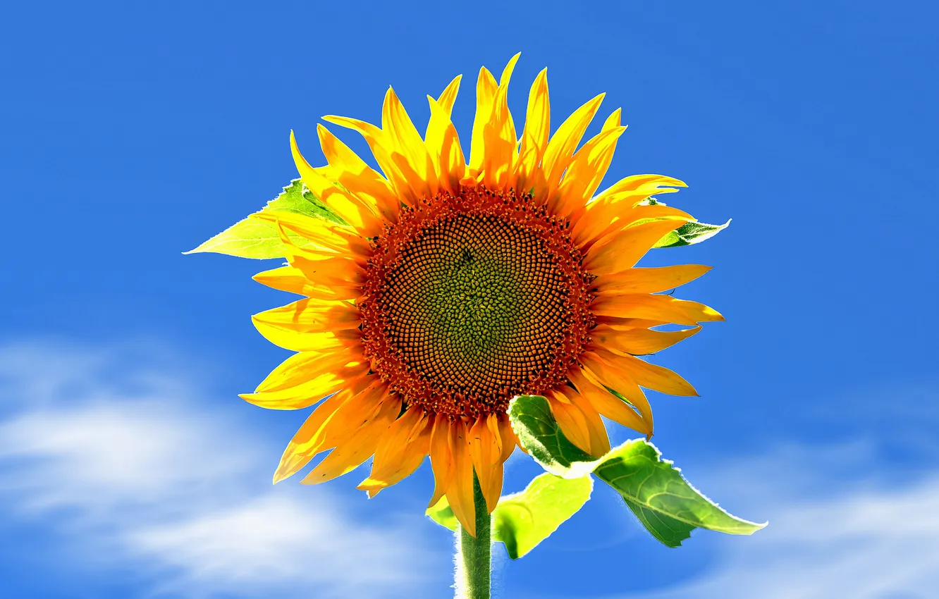 Photo wallpaper the sky, leaves, sunflowers, petals