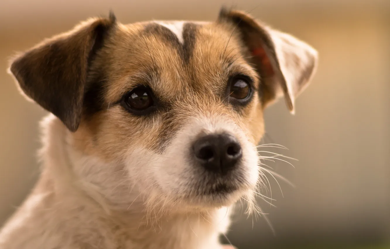 Photo wallpaper look, each, dog