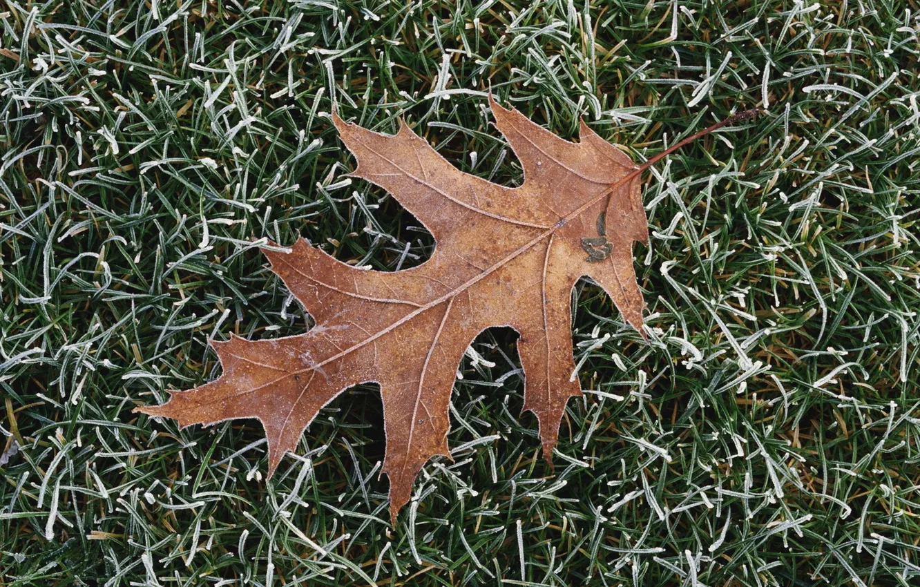 Photo wallpaper grass, leaf, frost, oak
