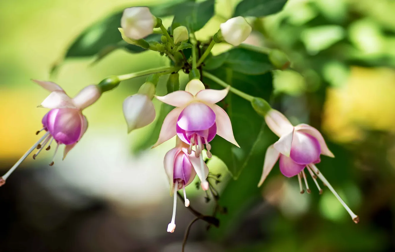 Photo wallpaper leaves, flowers, branches, pink, fuchsia