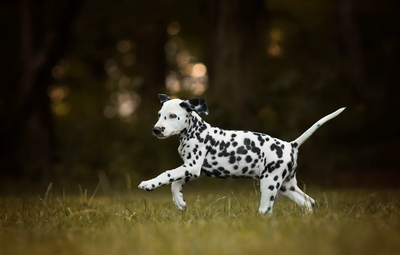 Photo wallpaper dog, puppy, walk, bokeh, Dalmatian