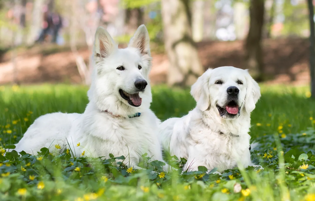 Photo wallpaper dogs, grass, flowers, a couple, two dogs