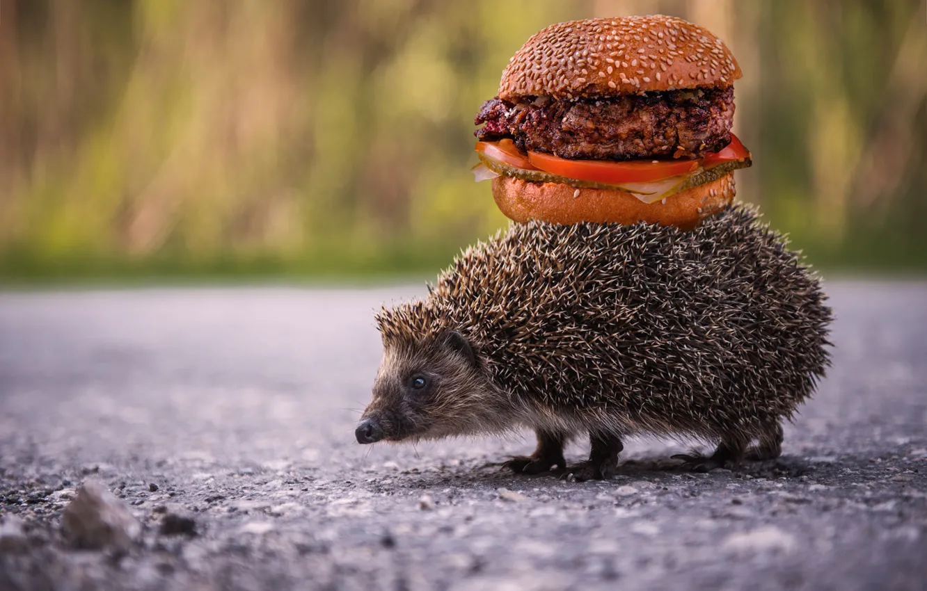 Photo wallpaper road, asphalt, needles, background, food, meat, animal, hedgehog