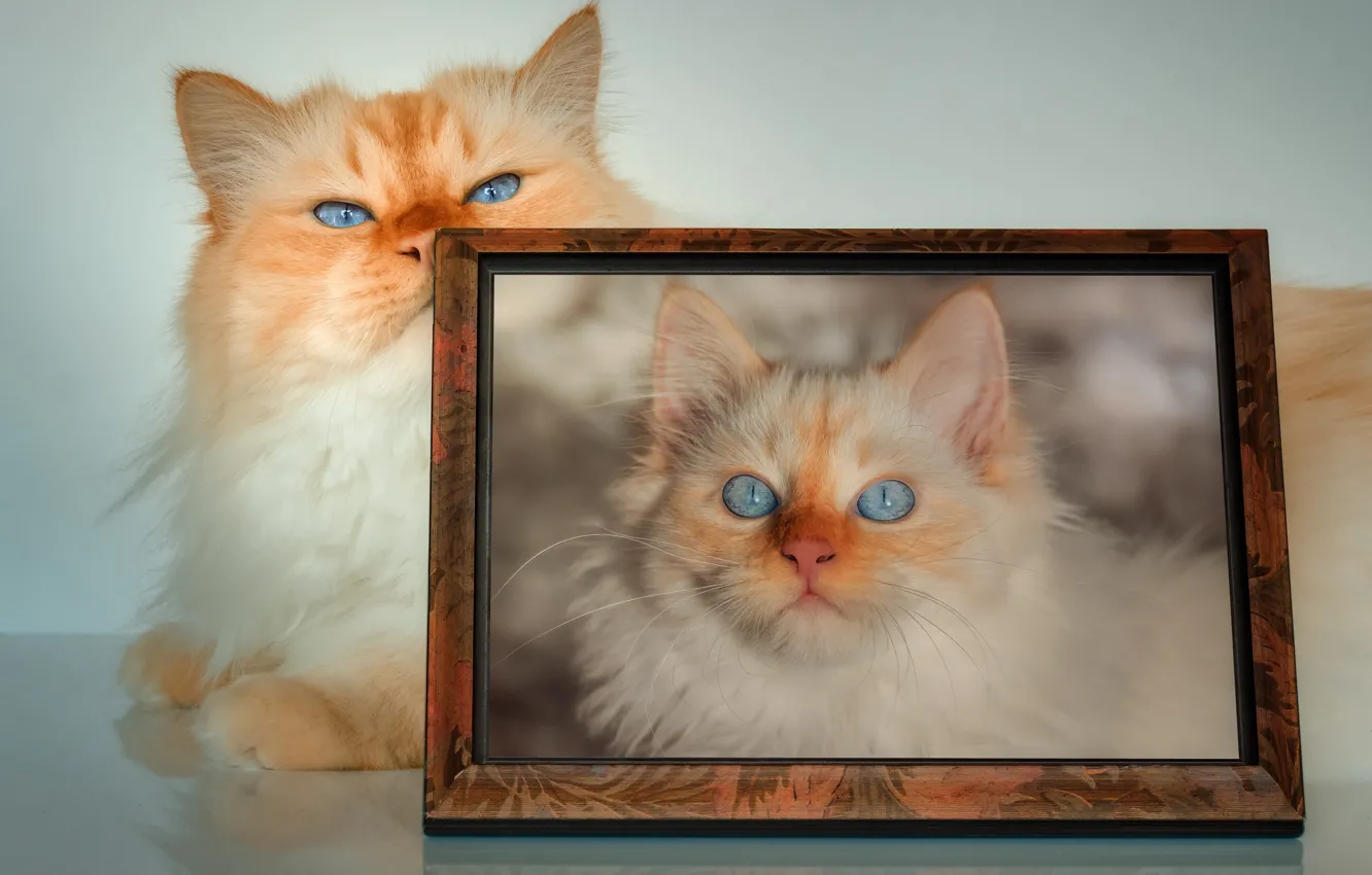 Photo wallpaper cat, cat, look, pose, portrait, frame, lies, photos