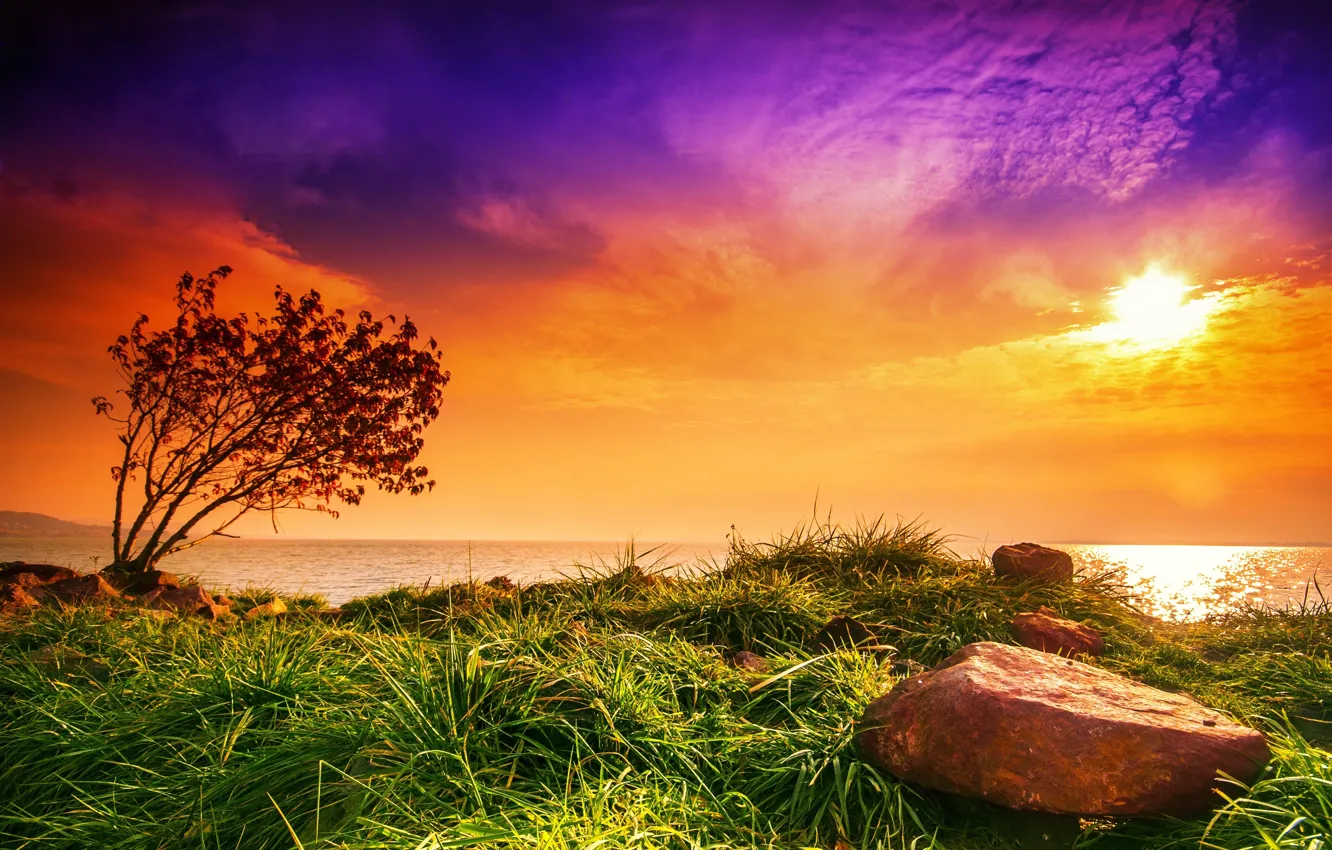 Photo wallpaper grass, the sun, sunset, stones, the bushes