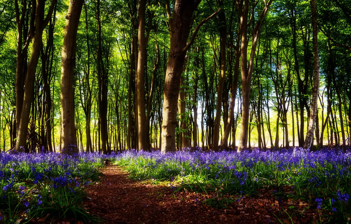 Photo wallpaper forest, light, trees, flowers, branches, glade, spring, bells