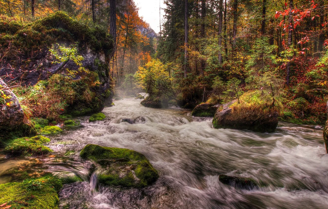 Photo wallpaper autumn, forest, trees, river, stones, moss, stream
