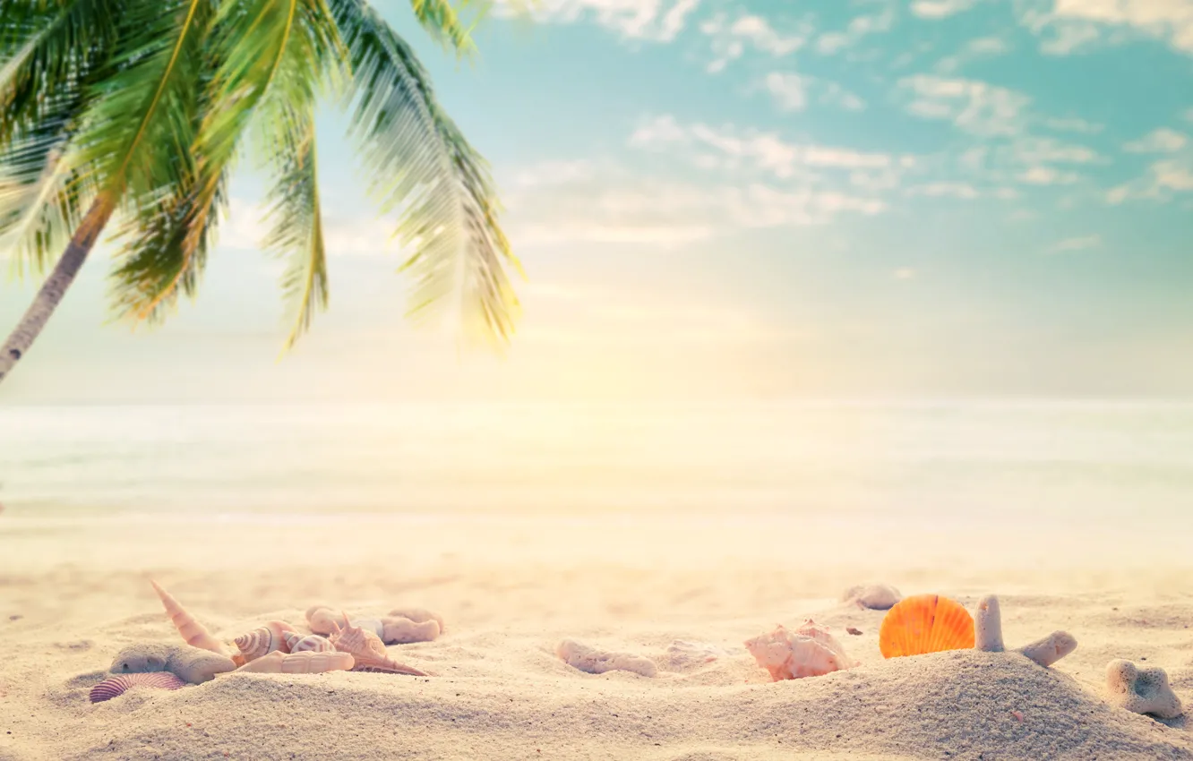 Photo wallpaper sand, sea, beach, summer, palm trees, stay, shell, summer