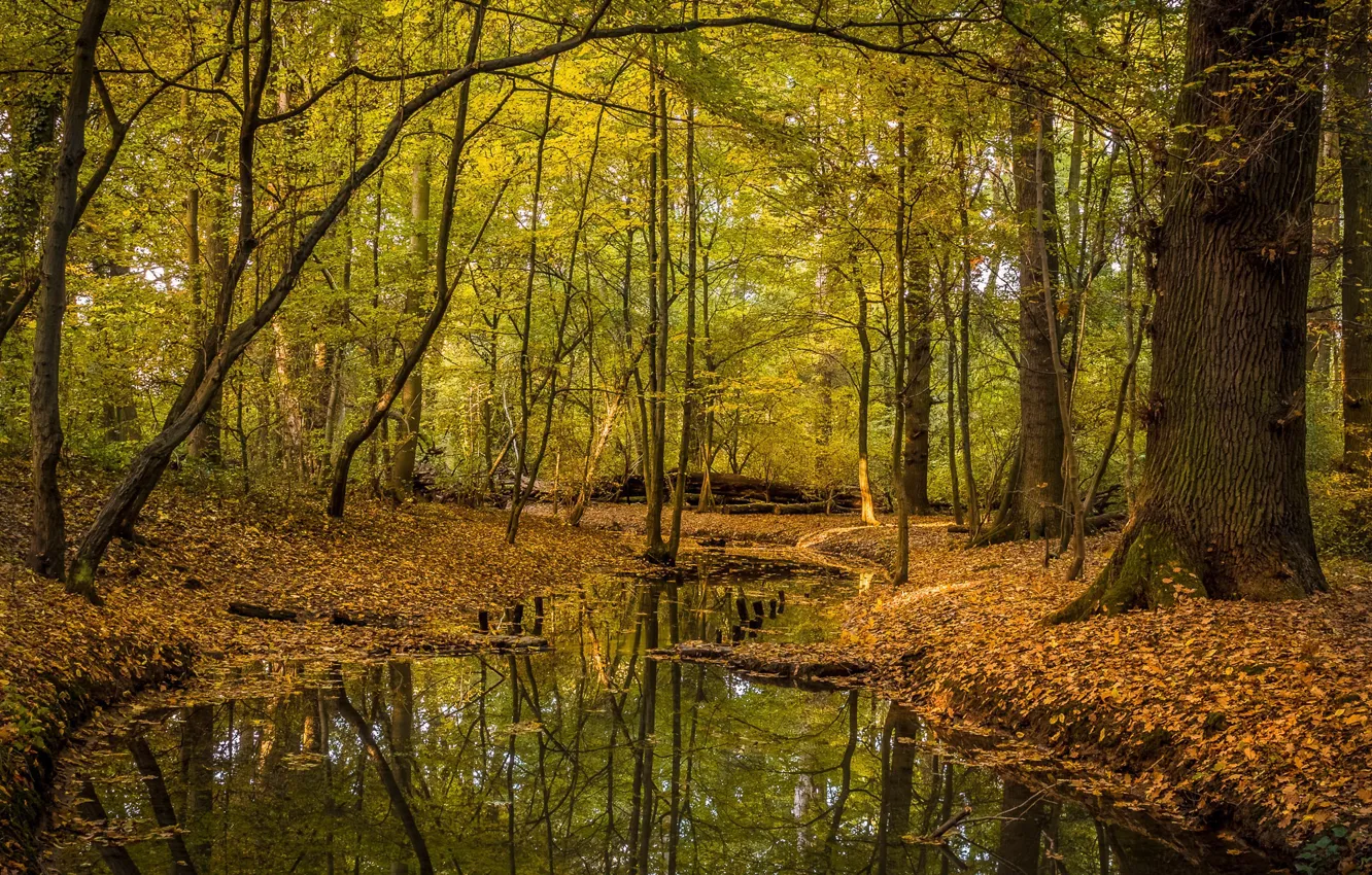 Photo wallpaper autumn, trees, Forest