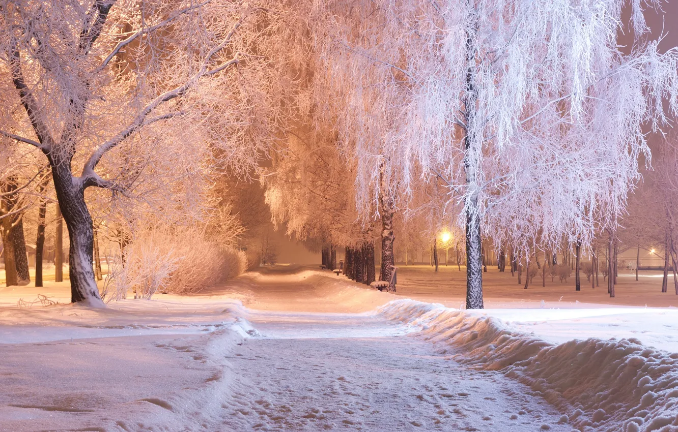 Photo wallpaper winter, snow, trees, Park, the evening, track