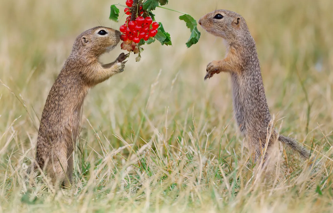 Photo wallpaper field, red, pose, berries, glade, a couple, gopher, currants